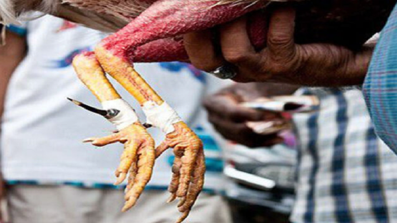 Băng Cựa Gà Đá – Vũ Khí Chiến Thắng Của Gà Đá Tại MU88