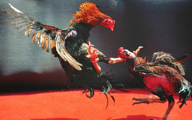 Đá Gà Philippin: Những Đặc Điểm và Nét Độc Đáo Không Thể Bỏ Qua