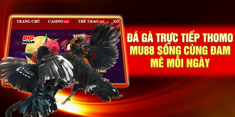 Đá gà trực tuyến chất lượng hàng đầu